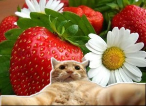 Create meme: berry, strawberries, strawberry