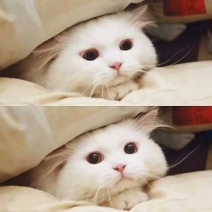Create meme: cute, miminost pictures, Christina the cat