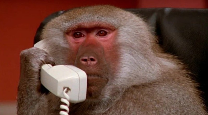 Create meme: monkeys with a phone, macaque monkey, a monkey with a phone