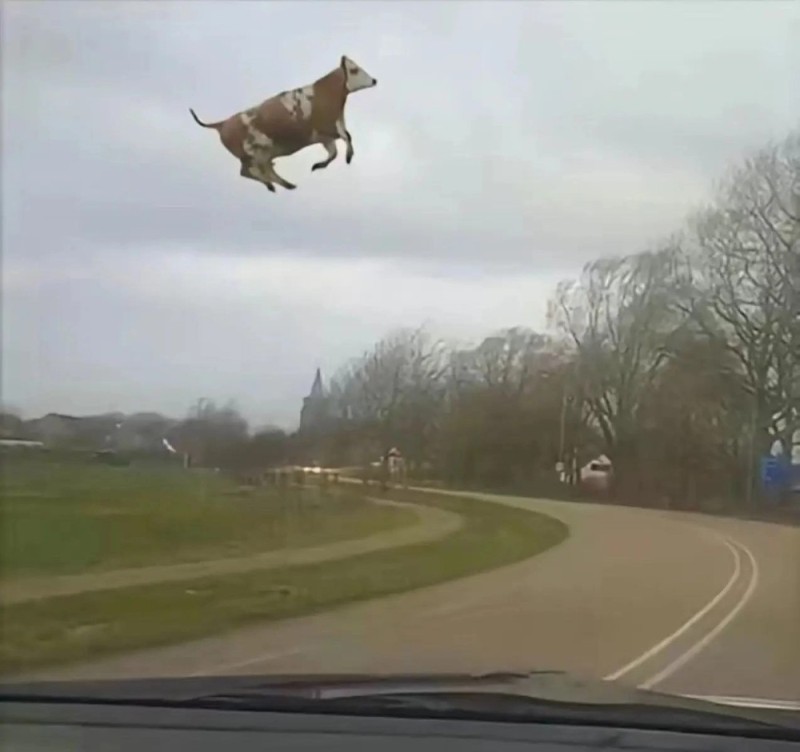 Create meme: funny cow, flying cow, The flying cow