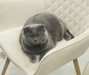 Create meme: Scottish fold cat