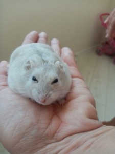 Create meme: Djungarian hamster, Djungarian hamster