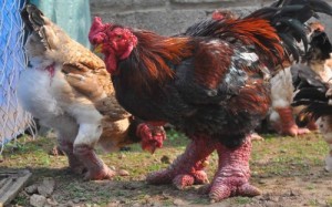 Создать мем: ejderha tavuğu, dong tao chicken, курицы вьетнамской породы
