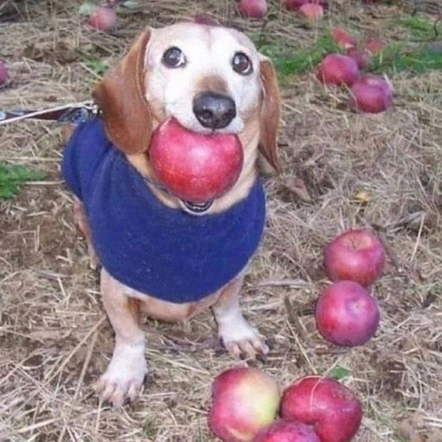 Create meme: dog with an apple, apple dog, dog 