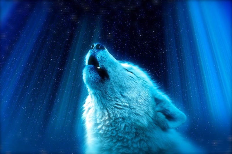 Создать мем: голубой волк, синий волк, волк космос