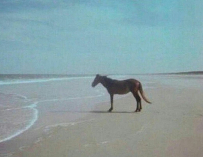 Create meme: because the horse, horse horse, horse by the sea meme