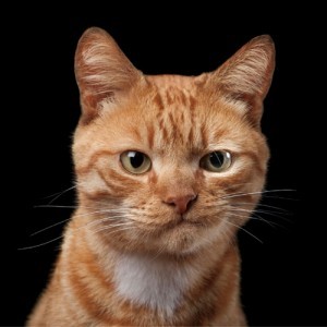 Create meme: red face, cat skeptic, red cat