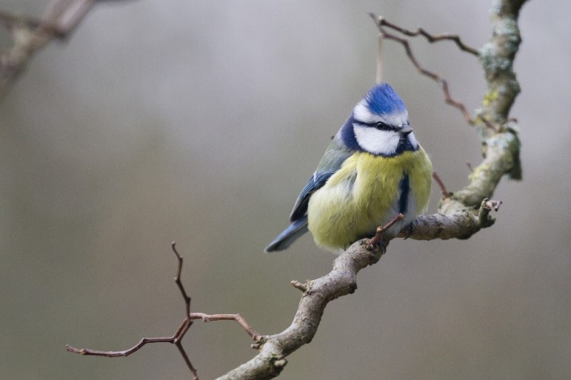 Create meme: azure bird, bird chickadee, tit lazorevka