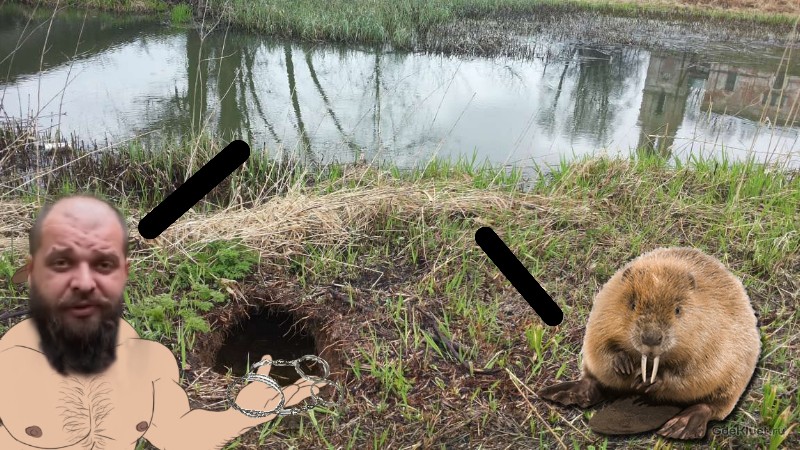 Create meme: big beaver, beaver in the river, beaver hut