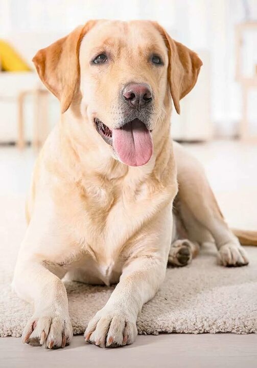 Создать мем: собака лабрадор ретривер, labrador retriever, собака лабрадор