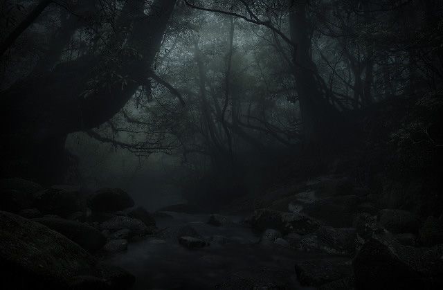 Create meme: forest misty, the forest is dark, forest 