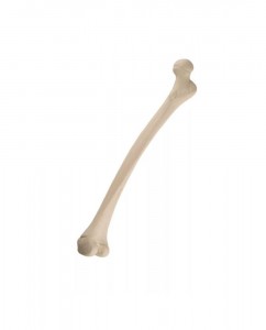 Создать мем: бедренная кость femur, кости, кость femur эласмотерия
