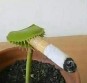 Create meme: Venus flytrap, plant