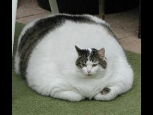 Create meme: funny cats fat, the fat cat, cat fat