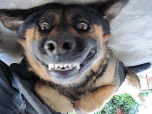 Create meme: where the dog, cute dog, smile