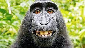 Create meme: happy monkey, crazy monkey