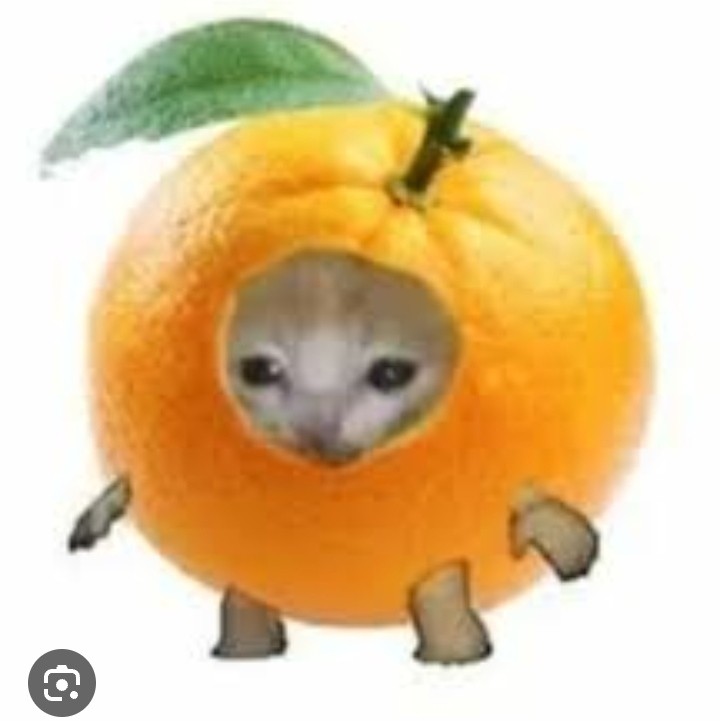 Создать мем: кот фрукт мем, смешные животные, апельсин