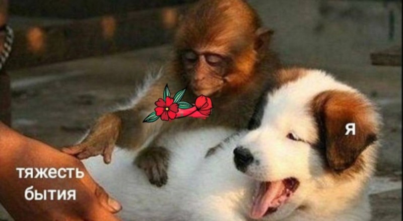 Создать мем: щенок и обезьянка, собака и обезьяна ищут блох, обезьянка с собачкой