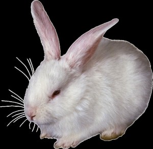 Create meme: rabbit on white background, a pet rabbit, rabbit white giant