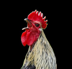 Create meme: the cock bird, the rooster crows, rooster