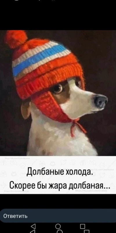 Создать мем: вязаная шапка для собаки, шапка собачка, шапочка для собаки