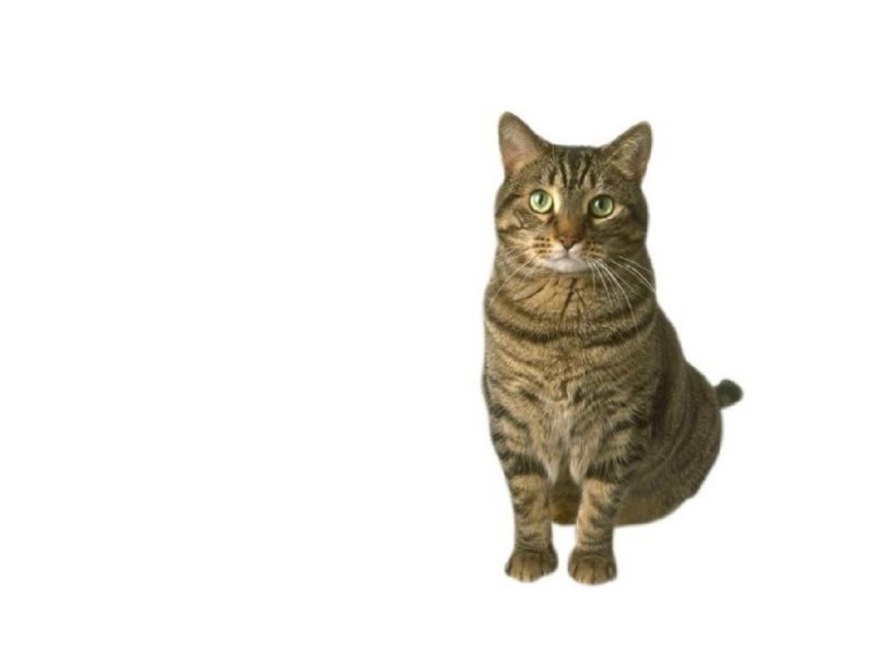 Create meme: cat for photoshop, cat on transparent background, cat sitting front view