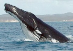 Создать мем: северный гладкий кит, whale, серый кит