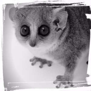 Create meme: gray mouse lemur, mouse lemurs, lemur microcebus