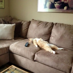 Создать мем: кот домашний, диван, лежит на диване