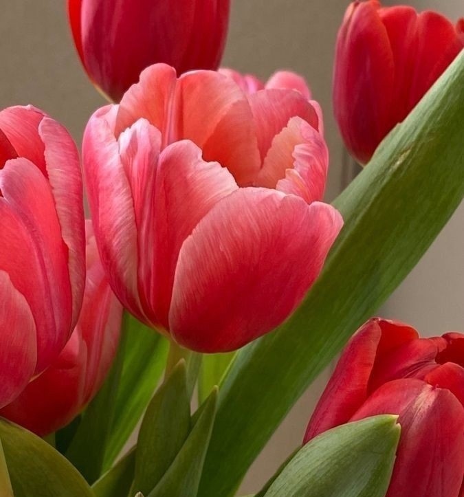 Создать мем: розовые тюльпаны, луковичные цветы, тюльпаны цвета