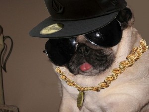 Create meme: dogs, pug funny, cool pug