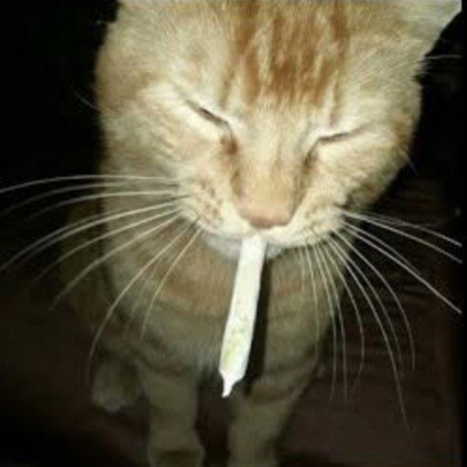 Создать мем: обкуренный кот, кот с сигарой, котик с сигаретой