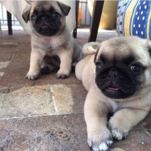 Create meme: dog breed pug, pug dog, breed pug