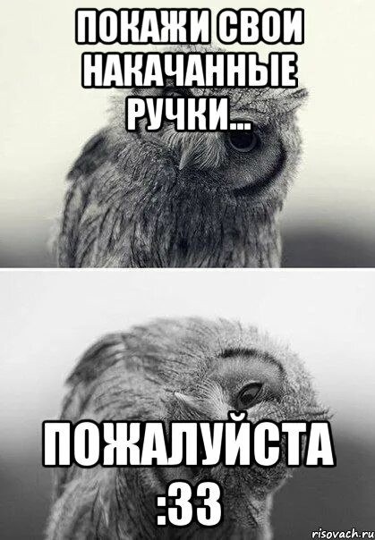 Create meme: meme owl , On the handles of the meme, Give me a day owl
