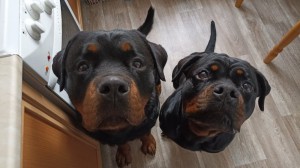 Create meme: Rottweiler, breed Rottweiler, dog Rottweiler