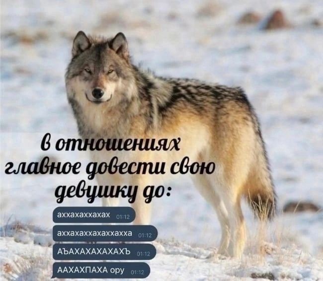 Создать мем: волк по жизни, статусы цитаты, волк