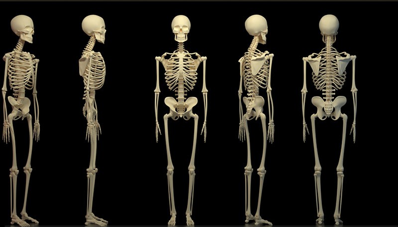 Создать мем: скелет человека кости, строение скелета человека, осевой скелет