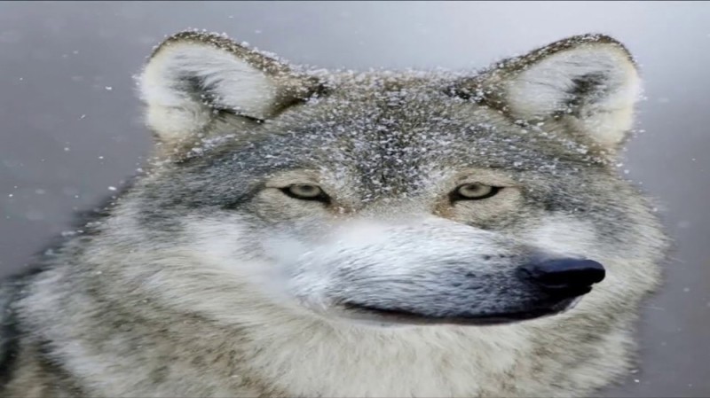 Create meme: funny wolf, wolf , wolf wolf wolf meme