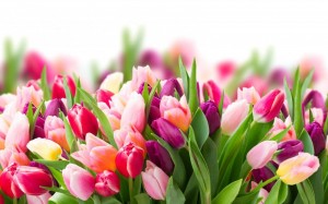 Create meme: tulips pictures, flowers tulips, spring flowers on 8 March