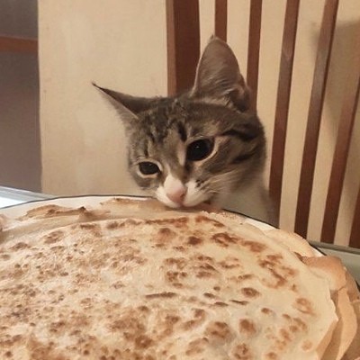 Create meme: the cat with the pancakes , funny pancakes, pancake cat