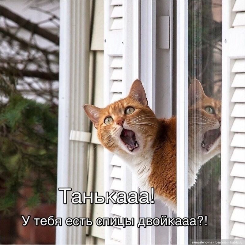 Создать мем: котик у окна, кошка в окошке, кошка