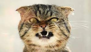 Create meme: screaming cat, evil cat, cat emotions