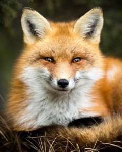 Create meme: wildlife, foxes make DEP, red fox vixen