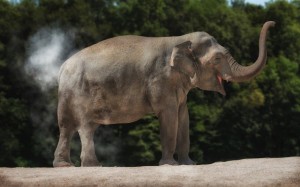 Create meme: Asian elephant