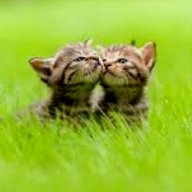 Create meme: adorable kittens, kissing cats, animals cute