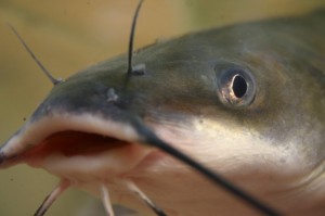 Create meme: channel catfish spawning, channel catfish reft, channel catfish photo