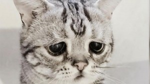 Создать мем: кот с грустной мимикой, грустная кошка, кот грустный