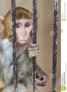 Создать мем: обезьяна в зоопарке, маленькая обезьянка в клетке, сижу за решеткой