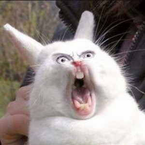 Create meme: photos screaming of a rabbit, rabid rabbit, evil rabbit
