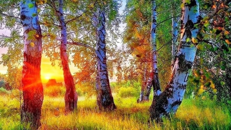 Create meme: the beauty of Russian nature, birch landscape, nature of birch